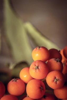 Olgun kızılcık üzümleri yakın plan çekimde, seçici odak noktasında.