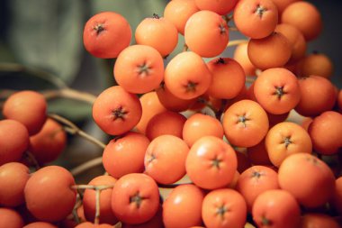 Olgun kızılcık üzümleri yakın plan çekimde, seçici odak noktasında.