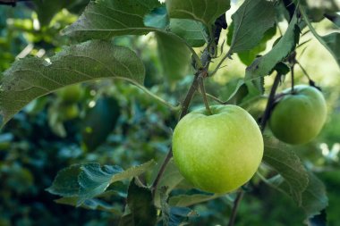 Bahçedeki ağaçta asılı duran yeşil bir elma çok taze ve iştah açıcı görünüyor. Vitamin ve sağlıklı beslenme kavramı.