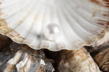 Güzel, büyük beyaz bir inci deniz tarağı kabuğunda fotoğraflanır. Bu resim lüks ve zenginliği temsil eder.