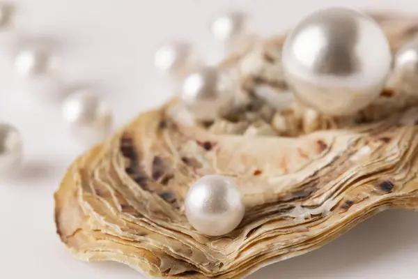 Güzel beyaz inciler bir istiridye kabuğunda fotoğraflanır. Görüntü lüks ve zarafet hissi verir.