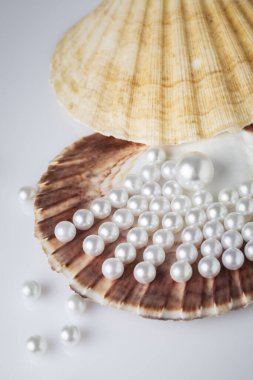 Deniz kabuklarının üzerindeki güzel beyaz deniz incileri yukarıdan manzaralı beyaz bir arka planda, güzellik ve moda konseptiyle fotoğraflandı.