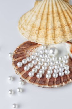 Deniz kabuklarının üzerindeki güzel beyaz deniz incileri yukarıdan manzaralı beyaz bir arka planda, güzellik ve moda konseptiyle fotoğraflandı.