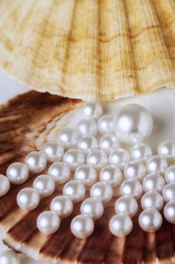Deniz kabuklarının üzerindeki güzel beyaz deniz incileri yukarıdan manzaralı beyaz bir arka planda, güzellik ve moda konseptiyle fotoğraflandı.