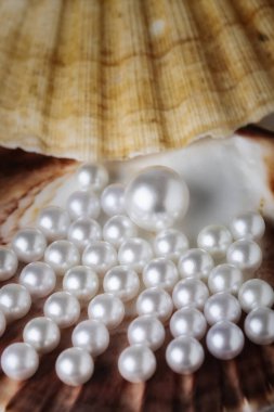 Deniz kabuklarının üzerindeki güzel beyaz deniz incileri yukarıdan manzaralı beyaz bir arka planda, güzellik ve moda konseptiyle fotoğraflandı.