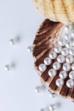 Deniz kabuklarının üzerindeki güzel beyaz deniz incileri yukarıdan manzaralı beyaz bir arka planda, güzellik ve moda konseptiyle fotoğraflandı.