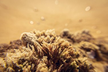 Deniz kumu ve soyut makro fotoğrafçılığın arka planında sığ bir alan derinliğinde çekilmiş deniz yosunları, arka plan ve yüksek çözünürlüklü fotoğraf olarak kullanılabilir.
