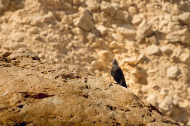 Güzel, siyah bir sığırcık çölün kayalıklarına tünemiş, İsrail 'den bir kuş.