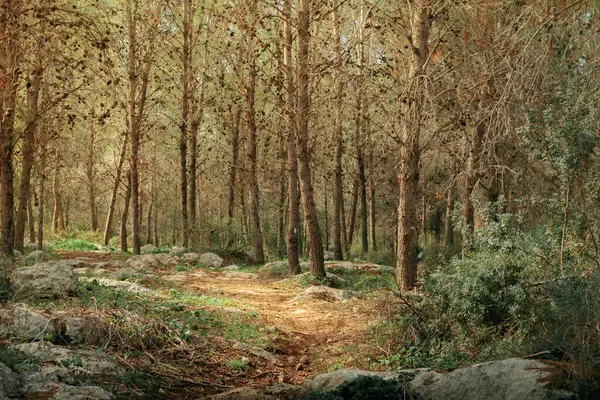 Güzel bir sonbahar ormanı kozalaklı ağaçlarla dolu.