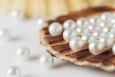 Deniz kabuklarının üzerindeki güzel beyaz deniz incileri yukarıdan manzaralı beyaz bir arka planda, güzellik ve moda konseptiyle fotoğraflandı.