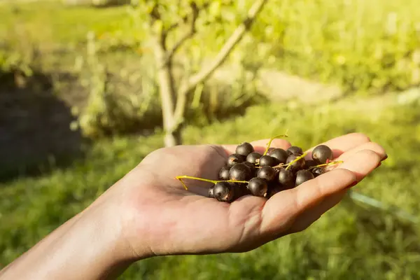 Taze toplanmış ve çok lezzetli, olgun siyah üzümler bir kadının avucunun içinde, yakın plan fotoğraf, konsept vitaminler sağlıklı beslenme