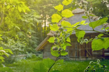 Lviv 'deki bir milli parktaki eski bir Ukrayna evi, Halk Mimarisi Müzesi ve Ukrayna' daki Everyday Life, Shevchenko denen adam.
