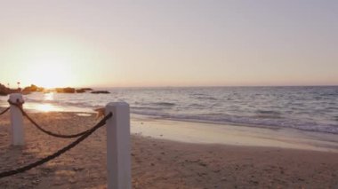 Gün batımında evcil köpek sahilde yürüyor. Yüksek kalite 4k görüntü