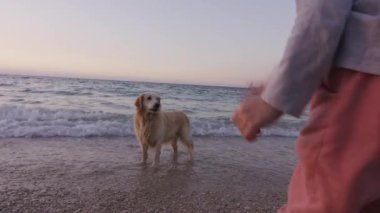 Playing with dog on the beach at sunset. High quality 4k footage