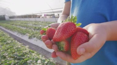 Çiftçinin elindeki çilekleri kapayın. Arka planda seradaki çilek yatakları. Yüksek kalite 4k görüntü