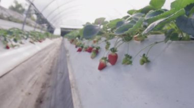 Tarım çiftliğinde kırmızı çilekli çilek yatakları. Yüksek kalite 4k görüntü