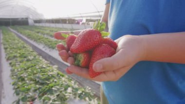 Çiftçinin elindeki çilekleri kapayın. Arka planda seradaki çilek yatakları. Yüksek kalite 4k görüntü