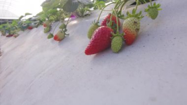 Seradaki çilek yatakları. Yüksek kalite 4k görüntü