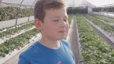 Çiftlikteki yataklardan nefis kırmızı çilek yiyen genç çocuğun portresi. Yüksek kalite 4k görüntü