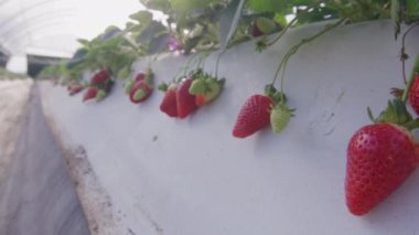 Tarım çiftliğinde kırmızı çilekli çilek yatakları. Yüksek kalite 4k görüntü