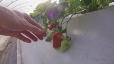 Tarım alanındaki seradaki yataklardan çilek topluyorum. Yüksek kalite 4k görüntü
