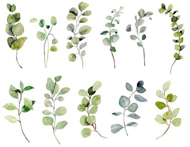 Suluboya okaliptüs dalları koleksiyonu, beyaz arkaplanda izole edilmiş botanik elementler