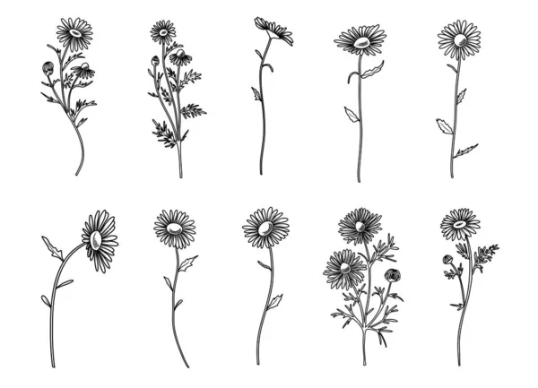 Ручной Рисунок Ромашки Цветы Векторная Иллюстрация Ботаническая Линия Клипарт — стоковый вектор