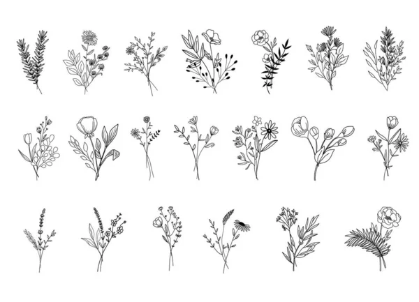 Artes Linha Abstratas Botânicas Bouquets Desenhados Mão Ervas Flores Folhas —  Vetores de Stock