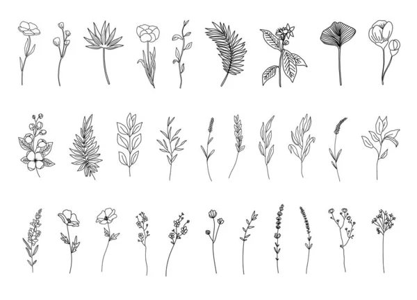 Artes Línea Abstracta Botánica Hierbas Dibujadas Mano Flores Hojas Ramas — Archivo Imágenes Vectoriales