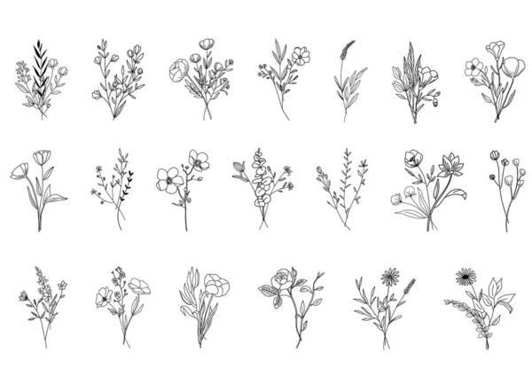 Botanikai Absztrakt Vonal Művészetek Kézzel Rajzolt Csokrok Gyógynövényekből Virágokból Levelekből — Stock Vector