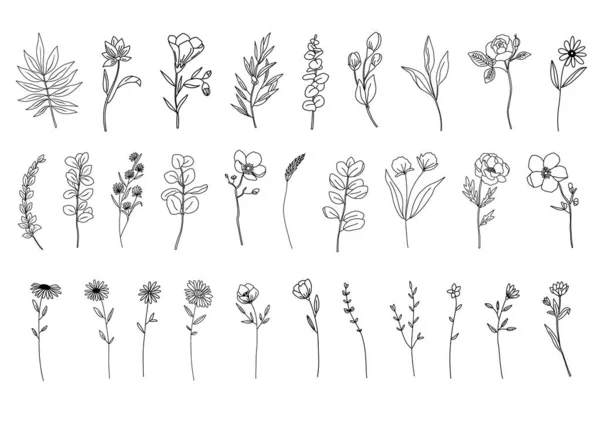 Artes Línea Abstracta Botánica Hierbas Dibujadas Mano Flores Hojas Ramas — Vector de stock
