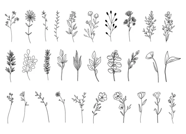Botaniczne Abstrakcyjne Sztuki Linii Ręcznie Rysowane Zioła Kwiaty Liście Gałęzie — Wektor stockowy