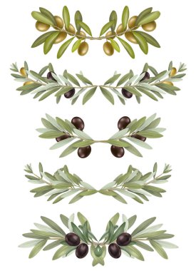 El çizimi zeytin dalları düzenleme ve sınırlar, beyaz arkaplanda izole çizimler