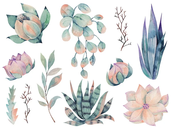 Ensemble Plantes Désert Aquarelle Agave Illustration Succulente Sur Fond Blanc — Photo