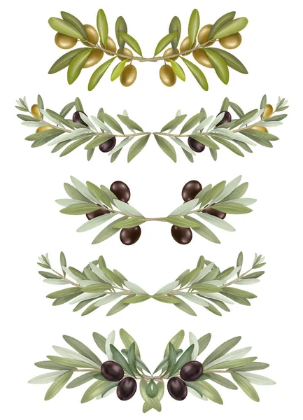 Uppsättning Handritade Olivträd Grenar Arrangemang Och Gränser Isolerade Illustrationer Vit — Stockfoto