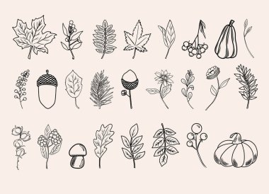 Sonbahar botanik sanatı, el çizimi sonbahar bitkileri (çiçekler, yapraklar, meşe palamutları, balkabakları ve dallar), vektör illüstrasyonu