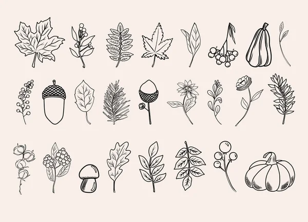 Φθινοπωρινές Βοτανικές Τέχνες Γραμμής Χειροποίητα Φθινοπωρινά Φυτά Λουλούδια Φύλλα Βελανίδια — Διανυσματικό Αρχείο