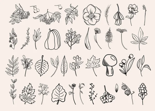 Φθινοπωρινές Βοτανικές Τέχνες Γραμμής Χειροποίητα Φθινοπωρινά Φυτά Λουλούδια Φύλλα Βελανίδια — Διανυσματικό Αρχείο