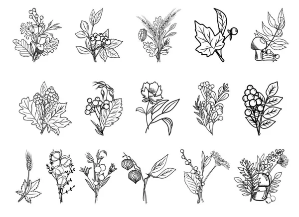 Herbst Botanische Linie Kunst Florale Kompositionen Handgezeichnete Herbstpflanzen Blumen Blätter — Stockvektor