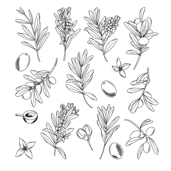 手描きのオリーブ オリーブの枝 オリーブの花のコレクション スケッチーなミニマリストスタイル 孤立したベクターイラスト オリーブクリップ — ストックベクタ