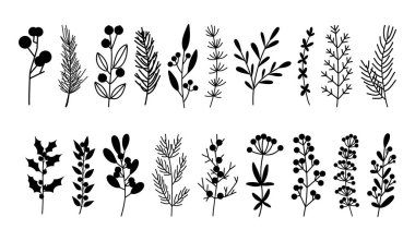 Kış botanik siluetleri, çiçek çizimleri, el çizimleri bitkiler, dallar ve böğürtlenler, kutsal ağaç dalları, Noel vektör illüstrasyonu