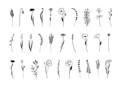 Botanik soyut sanatı, kır çiçekleri çizimi sanat çizimi, el yapımı otlar, çiçekler ve dallar, vektör çizimi