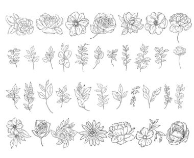 Botanik soyut resim çizimi, el yapımı bitkiler, yapraklar, çiçekler ve dallar, vektör çizilmiş klitoral el çizimi