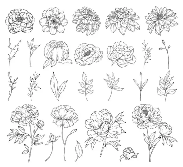 Collection Peony Flowers Hand Drawn Botanical Line Art Drawing Vector — Stock Vector