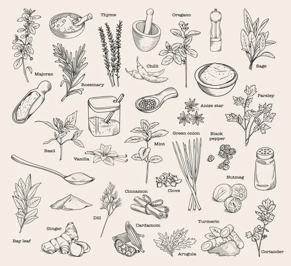 一套手绘厨房香草和香料 病媒草图 香料配料的分离图解和烹调用草药 — 图库矢量图片