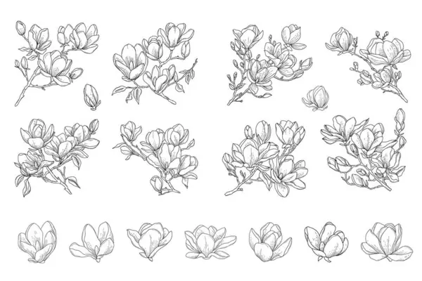Квітковий Векторний Набір Квітів Магнолії Квітучих Гілок Намальовані Вручну Гілки — стоковий вектор
