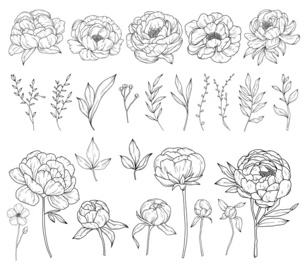 Kolekce Pivoňkových Květin Ručně Kreslená Botanická Kresba Čáry Vektorová Květinová — Stockový vektor
