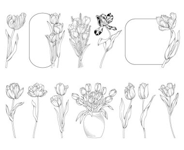 Bahar lale çiçekleri, buketler ve çerçeveler, botanik çizimleri, vektör çiçek çizgileri düğün, logo, reklam, ambalaj için resim koleksiyonu