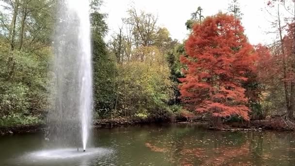 공원에 연못의 — 비디오