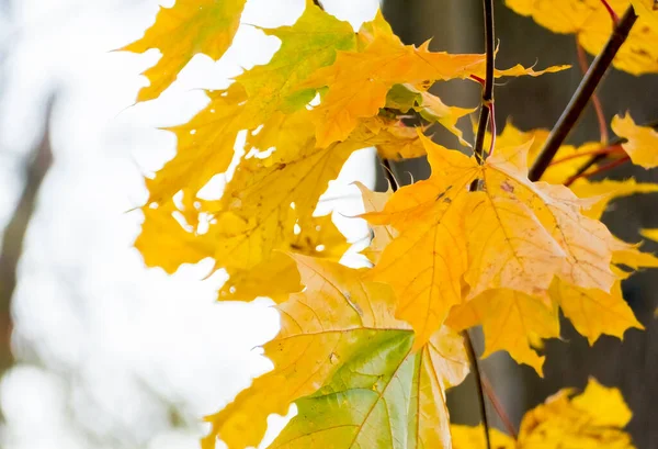 Gele Esdoorn Bladeren Herfst — Stockfoto